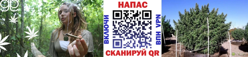 хочу   Удачный  Бошки марихуана семена 